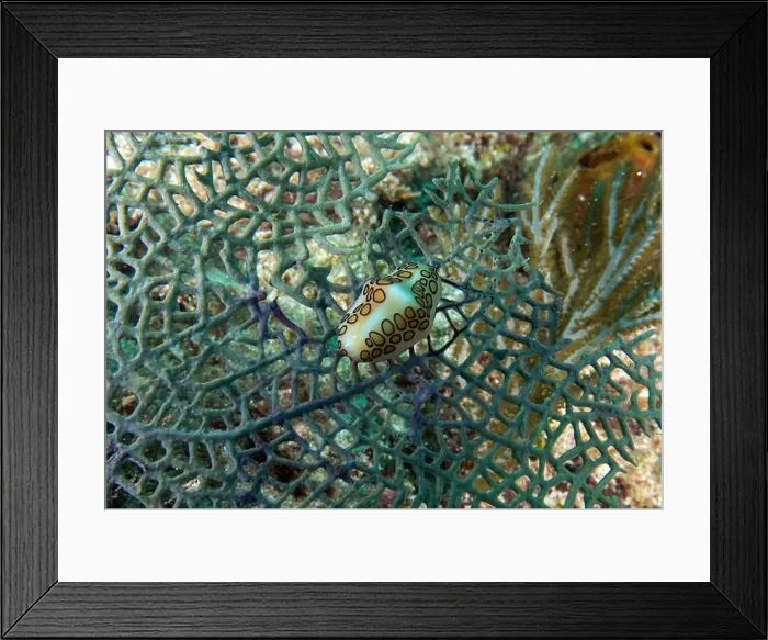 Framed Print : A Flamingos Tongue snail (Cyphoma gibbosum) in Punta Cana, Dominican Republic Framed Print : A Flamingos Tongue snail (Cyphoma gibbosum) in Punta Cana, Dominican Republic