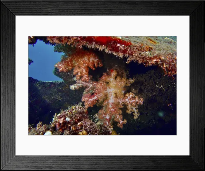 Framed Print : Colourful Klunzinger's tree coral (Dendronephthya klunzingeri) in a wreck Framed Print : Colourful Klunzinger's tree coral (Dendronephthya klunzingeri) in a wreck