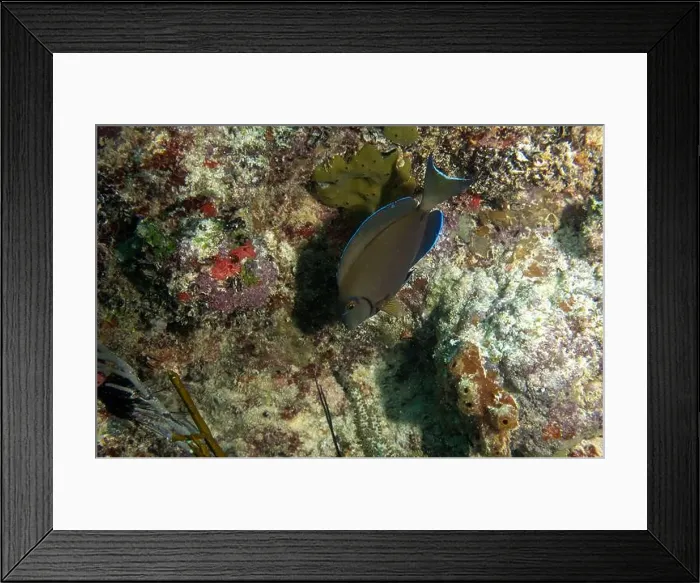 Framed Print : A Doctorfish Tang (Acanthurus chirurgus) in Punta Cana, Dominican Republic Framed Print : A Doctorfish Tang (Acanthurus chirurgus) in Punta Cana, Dominican Republic