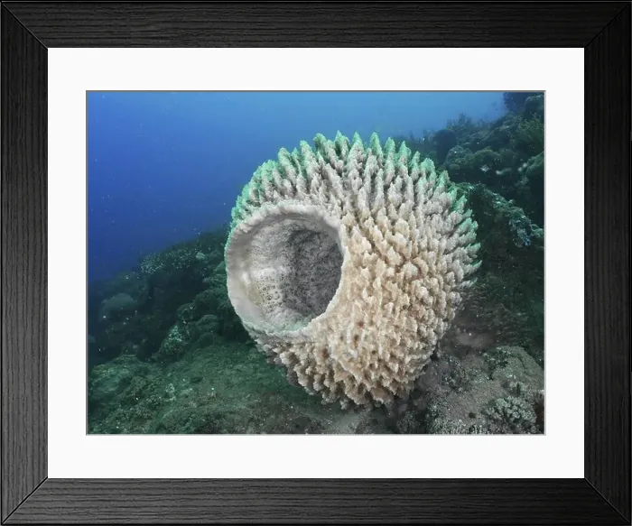 Framed Print : Barrel sponge, barrel sponge (Xestospongia testudinaria) in the middle of an ocean scene Framed Print : Barrel sponge, barrel sponge (Xestospongia testudinaria) in the middle of an ocean scene