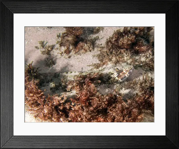 Framed Print : A Sand Diver (Synodus intermedius) in Punta Cana, Dominican Republic Framed Print : A Sand Diver (Synodus intermedius) in Punta Cana, Dominican Republic