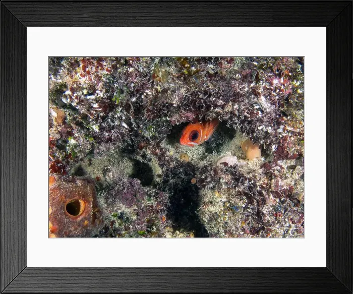 Framed Print : A Squirrelfish (Holocentrus adscensionis) in Punta Cana, Dominican Republic Framed Print : A Squirrelfish (Holocentrus adscensionis) in Punta Cana, Dominican Republic