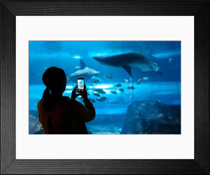 Framed Print : Woman recording video or photographing shark in huge aquarium Framed Print : Woman recording video or photographing shark in huge aquarium