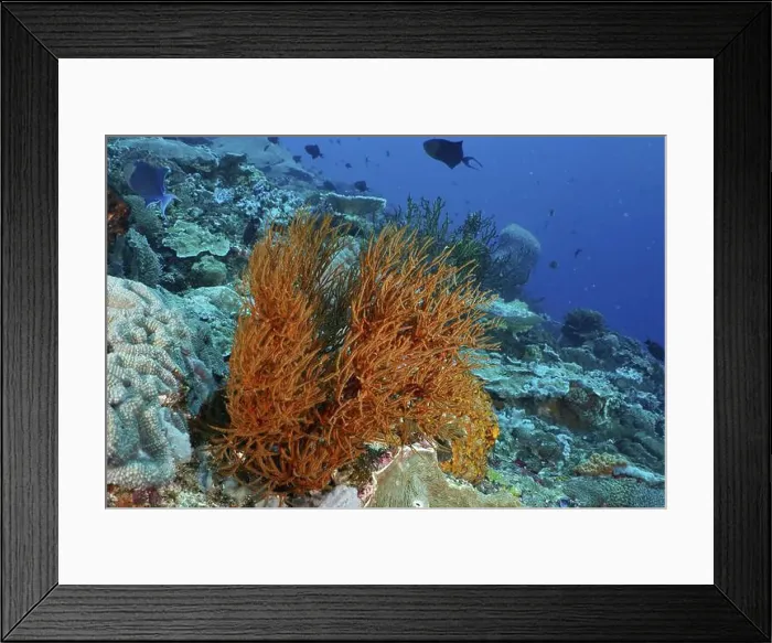 Framed Print : An orange-coloured Black coral (Antipathes dichotoma) stands out in a lively underwater world Framed Print : An orange-coloured Black coral (Antipathes dichotoma) stands out in a lively underwater world