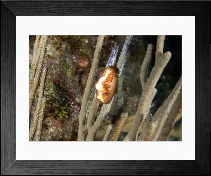 Framed Print : A Flamingos Tongue snail (Cyphoma gibbosum) in Punta Cana, Dominican Republic Framed Print : A Flamingos Tongue snail (Cyphoma gibbosum) in Punta Cana, Dominican Republic