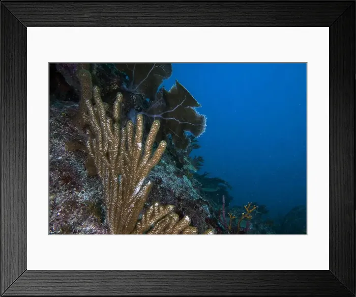 Framed Print : Soft coral in the Caribbean Sea Framed Print : Soft coral in the Caribbean Sea