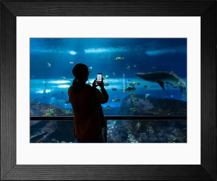 Framed Print : Woman recording video or photographing shark in huge aquarium Framed Print : Woman recording video or photographing shark in huge aquarium