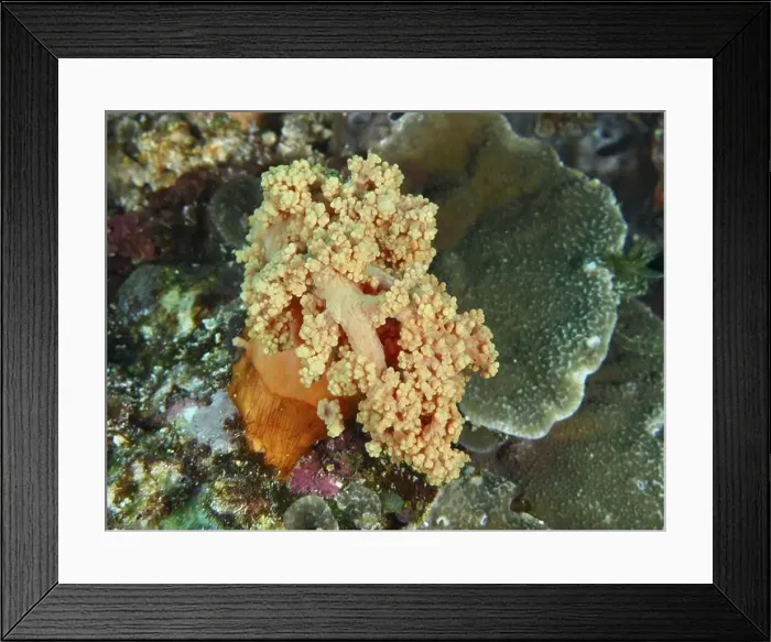 Framed Print : Yellow tree coral (Dendronephthya) in the middle of a lively reef Framed Print : Yellow tree coral (Dendronephthya) in the middle of a lively reef
