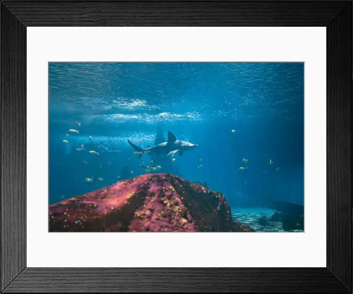 Framed Print : A shark swims underwater near a coral reef Framed Print : A shark swims underwater near a coral reef