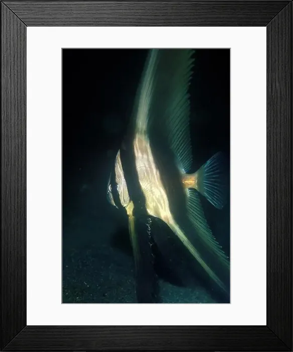 Framed Print : Sub-adul Batavia Batfish, Platax batavianus, Hairball dive site, Lembeh Straits, Sulawesi, Indonesia Framed Print : Sub-adul Batavia Batfish, Platax batavianus, Hairball dive site, Lembeh Straits, Sulawesi, Indonesia