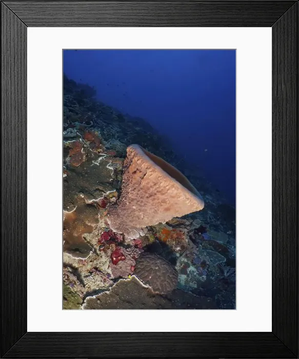 Framed Print : Barrel sponge, barrel sponge (Xestospongia testudinaria) in the underwater world with various corals Framed Print : Barrel sponge, barrel sponge (Xestospongia testudinaria) in the underwater world with various corals