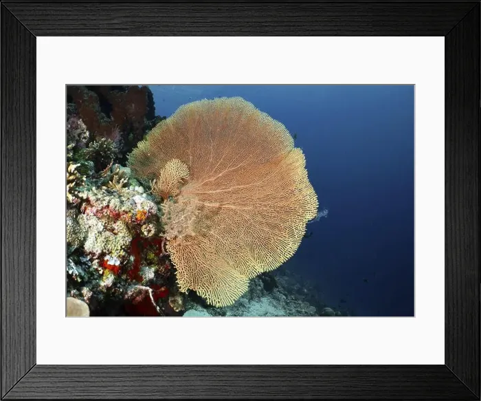 Framed Print : Magnificent giant fan coral (Annella mollis) spreads out over a reef in the ocean Framed Print : Magnificent giant fan coral (Annella mollis) spreads out over a reef in the ocean