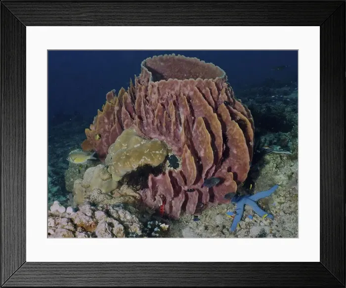 Framed Print : Barrel sponge, barrel sponge (Xestospongia testudinaria) surrounded by fish and starfish Framed Print : Barrel sponge, barrel sponge (Xestospongia testudinaria) surrounded by fish and starfish