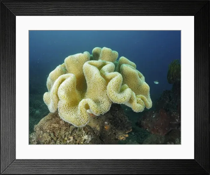 Framed Print : Large mushroom leather coral (Sarcophyton glaucum) on a seabed in a clear underwater world Framed Print : Large mushroom leather coral (Sarcophyton glaucum) on a seabed in a clear underwater world
