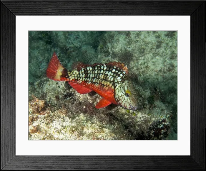 Framed Print : A Stoplight Parrotfish (Sparisoma viride) in Punta Cana, Dominican Republic Framed Print : A Stoplight Parrotfish (Sparisoma viride) in Punta Cana, Dominican Republic