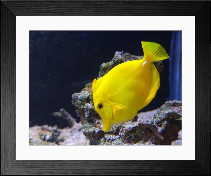 Framed Print : a yellow Zebrasoma flavescens swim and eat in the coral in the Aquarium Framed Print : a yellow Zebrasoma flavescens swim and eat in the coral in the Aquarium