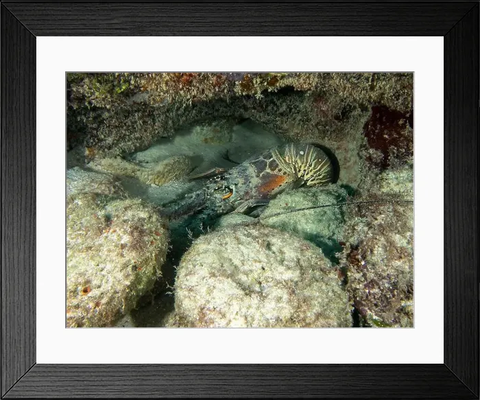 Framed Print : A Caribbean Spiny Lobster (Panulirus argus) in Punta Cana, Dominican Republic Framed Print : A Caribbean Spiny Lobster (Panulirus argus) in Punta Cana, Dominican Republic