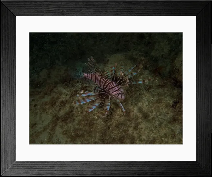 Framed Print : A Common Lionfish (Pterois volitans) in the Caribbean Sea Framed Print : A Common Lionfish (Pterois volitans) in the Caribbean Sea
