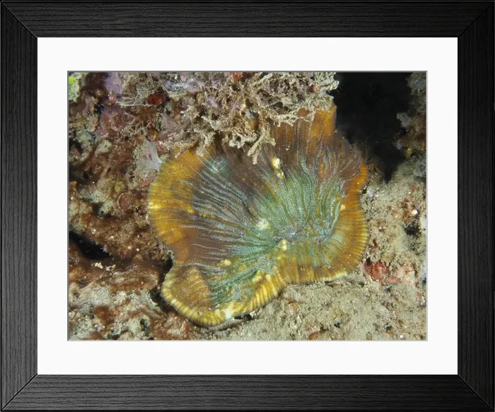 Framed Print : Coloured bead coral (Open brain coral) on a sandy seabed, dive site Prapat, Penyapangan, Bali, Indonesia, Asia Framed Print : Coloured bead coral (Open brain coral) on a sandy seabed, dive site Prapat, Penyapangan, Bali, Indonesia, Asia