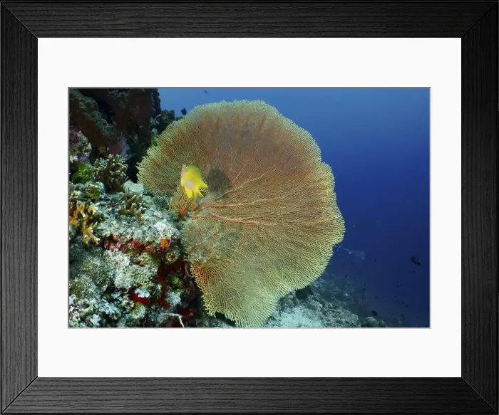 Framed Print : Giant fan coral (Annella mollis) with a small yellow fish nearby Framed Print : Giant fan coral (Annella mollis) with a small yellow fish nearby