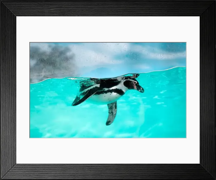 Framed Print : The penguin swims underwater in the sea Framed Print : The penguin swims underwater in the sea
