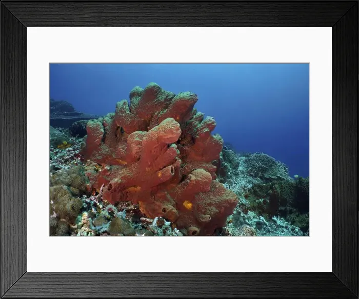 Framed Print : Brown tube sponge (Porifera) in a colourful underwater landscape Framed Print : Brown tube sponge (Porifera) in a colourful underwater landscape