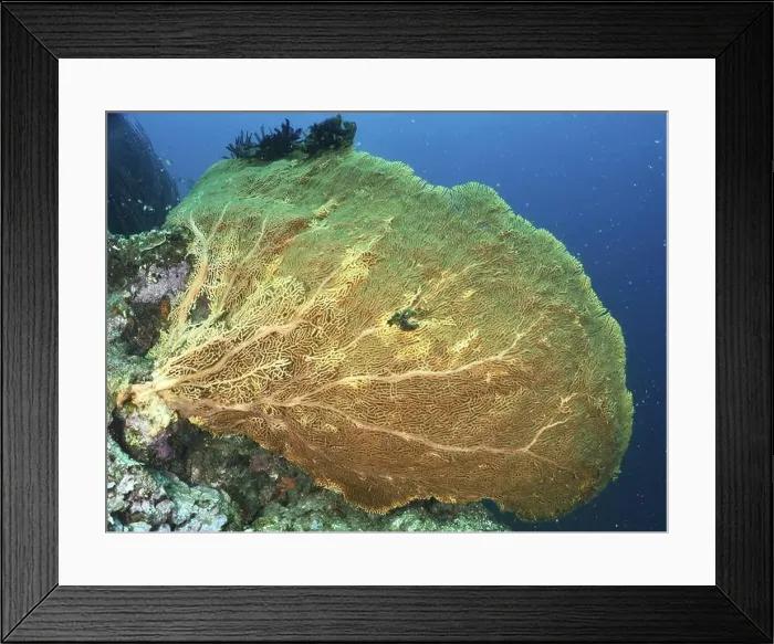 Framed Print : Large yellow giant fan coral (Annella mollis) stretching far into the blue ocean Framed Print : Large yellow giant fan coral (Annella mollis) stretching far into the blue ocean