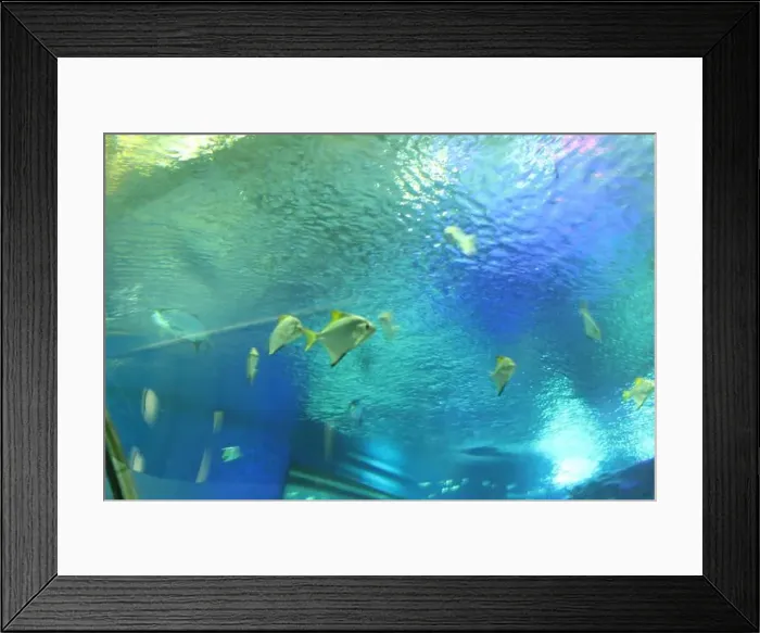 Framed Print : Heniochus acuminatus swims in the water of the sid from the bottom side. Keeping the aquarium clean
