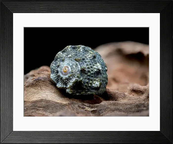 Framed Print : Blue Spiky Seashell on Driftwood Framed Print : Blue Spiky Seashell on Driftwood