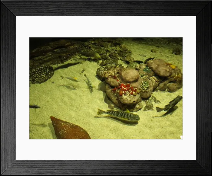 Framed Print : Epinephelus tauvina Reunion next to corals in water, sea, ocean Framed Print : Epinephelus tauvina Reunion next to corals in water, sea, ocean