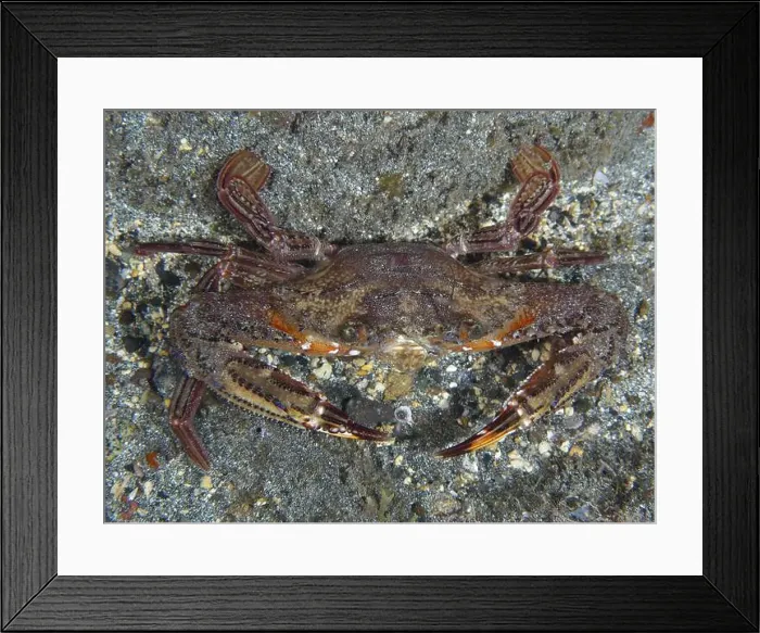 Framed Print : Red swimming crab (Cronius ruber) with open claws on sandy ground Framed Print : Red swimming crab (Cronius ruber) with open claws on sandy ground