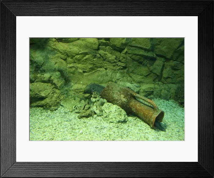 Framed Print : Muraena melanotis against the background of stones and a jug at the bottom of the aquarium Framed Print : Muraena melanotis against the background of stones and a jug at the bottom of the aquarium