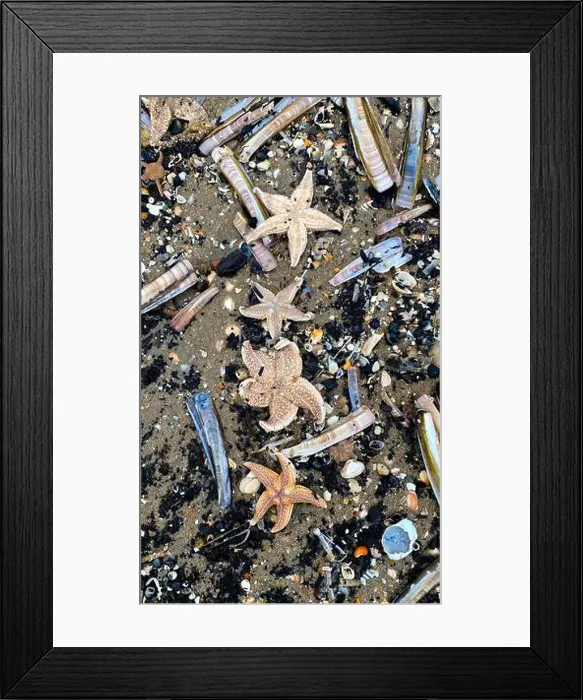 Framed Print : On the shores of the North Sea among stones and sand are many dead sea animals after a storm, top view Framed Print : On the shores of the North Sea among stones and sand are many dead sea animals after a storm, top view