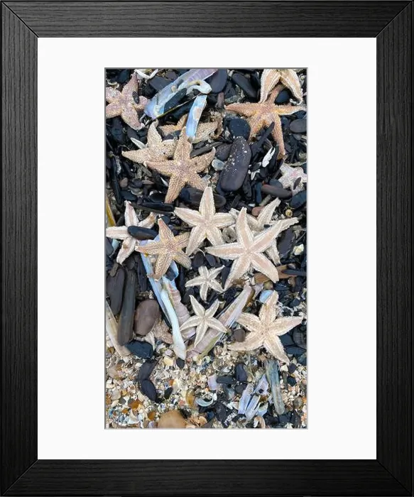 Framed Print : On the shores of the North Sea among stones and sand are many dead sea animals after a storm, top view Framed Print : On the shores of the North Sea among stones and sand are many dead sea animals after a storm, top view