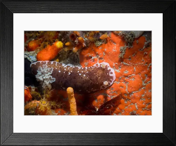 Framed Print : Variable dorid (Aphelodoris brunnea) nudibranch sea slug underwater on the reef with white and brown body Framed Print : Variable dorid (Aphelodoris brunnea) nudibranch sea slug underwater on the reef with white and brown body