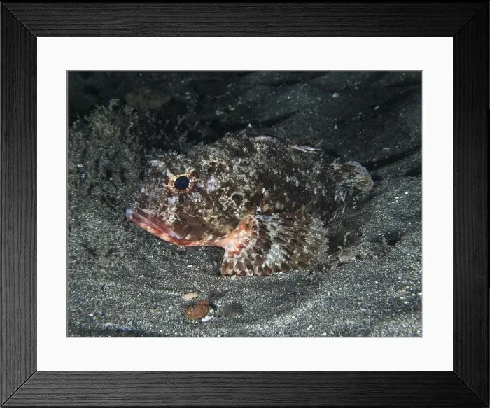 Framed Print : Camouflaged Black scorpionfish (Scorpaena porcus) on sandy seabed Framed Print : Camouflaged Black scorpionfish (Scorpaena porcus) on sandy seabed