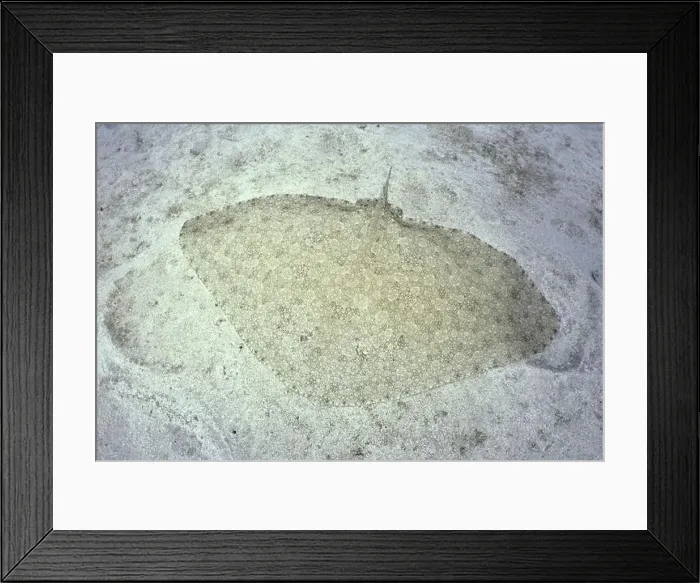 Framed Print : A butterfly ray (Gymnura altavela) camouflages itself perfectly on the sandy seabed