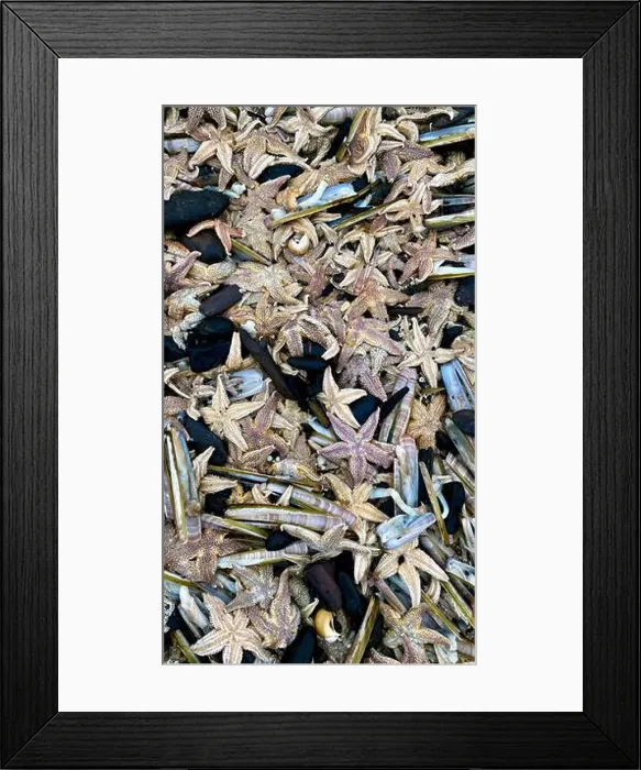 Framed Print : On the shores of the North Sea among stones and sand are many dead sea animals after a storm, top view Framed Print : On the shores of the North Sea among stones and sand are many dead sea animals after a storm, top view