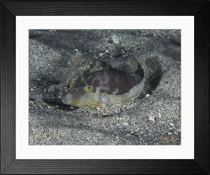 Framed Print : A pointed pufferfish (Canthigaster rostrata) lies camouflaged on the sandy seabed at night Framed Print : A pointed pufferfish (Canthigaster rostrata) lies camouflaged on the sandy seabed at night