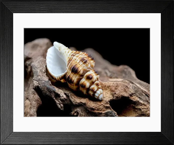 Framed Print : A detailed close-up of a striped seashell resting on rough driftwood Framed Print : A detailed close-up of a striped seashell resting on rough driftwood