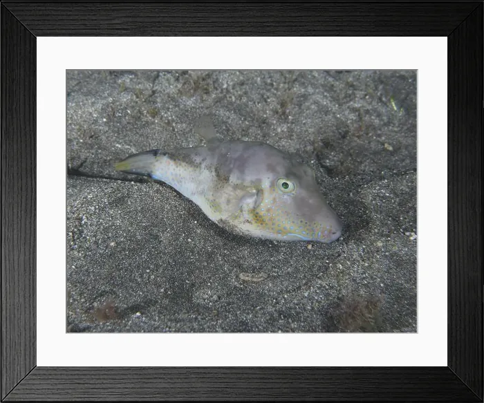 Framed Print : A pointed pufferfish (Canthigaster rostrata) rests camouflaged on the sandy bottom Framed Print : A pointed pufferfish (Canthigaster rostrata) rests camouflaged on the sandy bottom