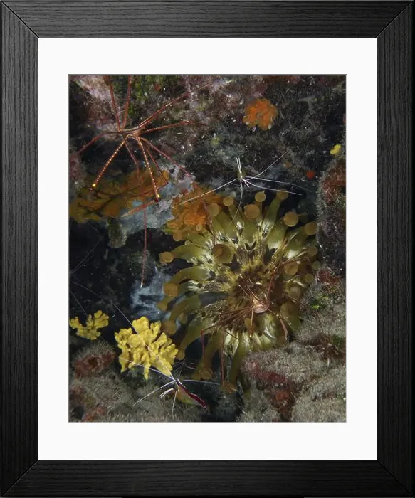 Framed Print : Club anemone (Telmatactis cricoides) with brown and yellow tentacles in a crevice Framed Print : Club anemone (Telmatactis cricoides) with brown and yellow tentacles in a crevice