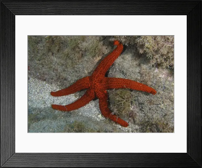 Framed Print : Red starfish (Echinaster sepositus) on rocky reef with algae Framed Print : Red starfish (Echinaster sepositus) on rocky reef with algae