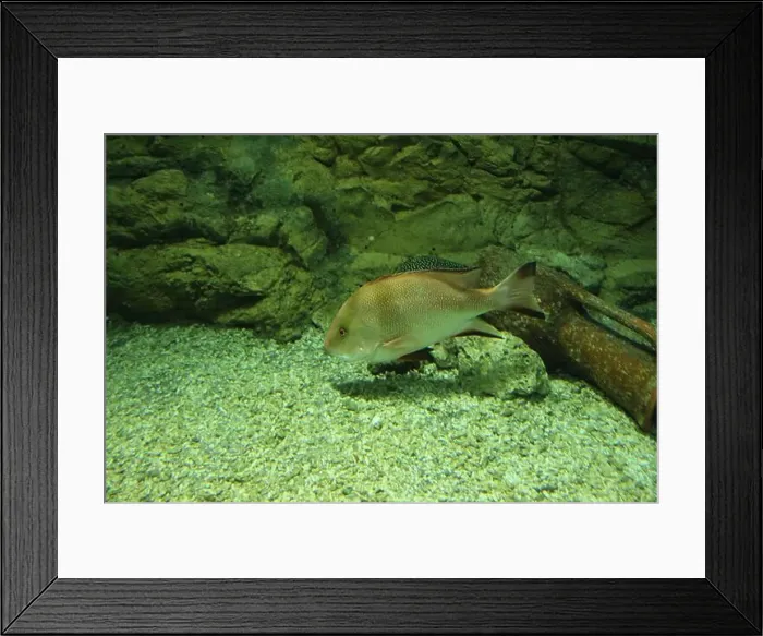 Framed Print : Lutjanus rivulatus at the bottom of the aquarium side view Fish in the aquarium Framed Print : Lutjanus rivulatus at the bottom of the aquarium side view Fish in the aquarium