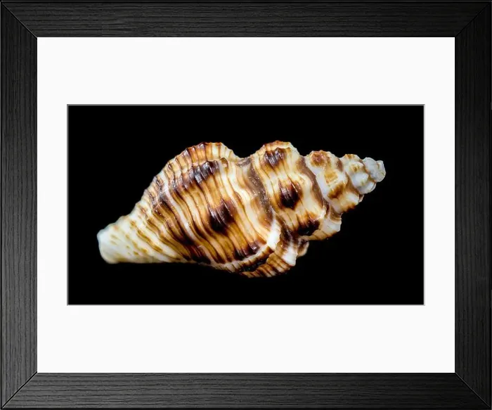 Framed Print : A detailed close-up of a striped conch seashell with intricate patterns and a glossy surface Framed Print : A detailed close-up of a striped conch seashell with intricate patterns and a glossy surface