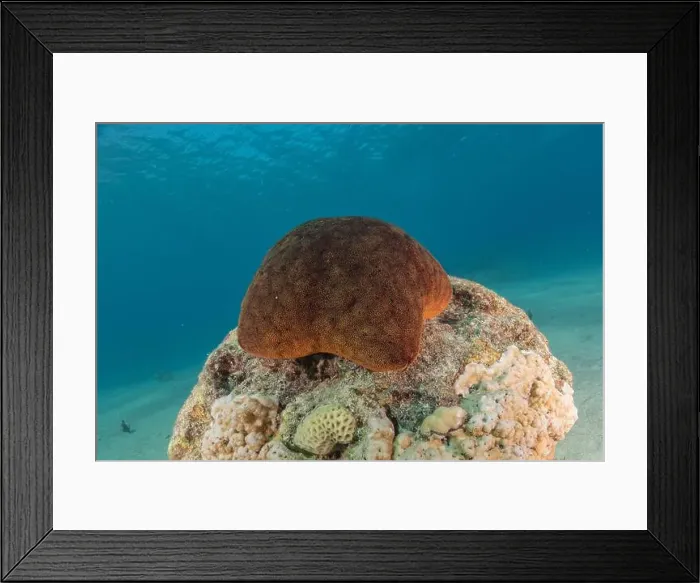 Framed Print : Starfish On the seabed in the Red Sea, Eilat Israel Framed Print : Starfish On the seabed in the Red Sea, Eilat Israel