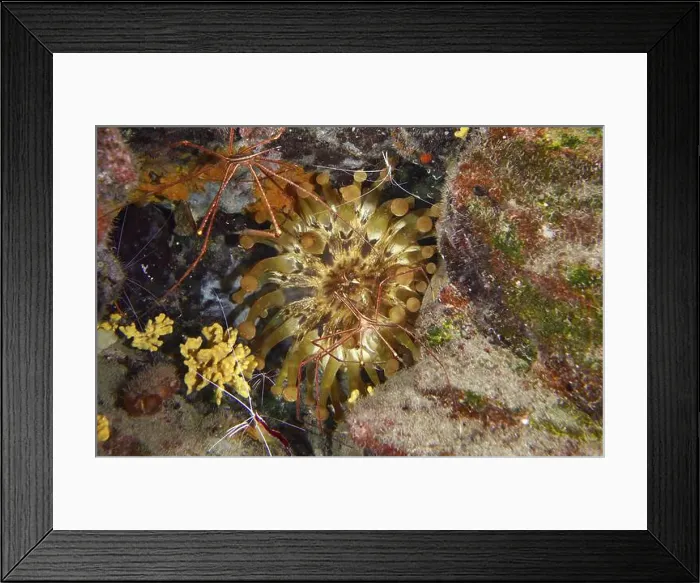 Framed Print : Club anemone (Telmatactis cricoides) with brown and yellow tentacles in a crevice Framed Print : Club anemone (Telmatactis cricoides) with brown and yellow tentacles in a crevice