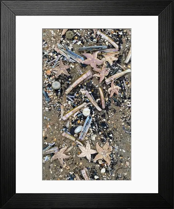 Framed Print : On the shores of the North Sea among stones and sand are many dead sea animals after a storm, top view Framed Print : On the shores of the North Sea among stones and sand are many dead sea animals after a storm, top view
