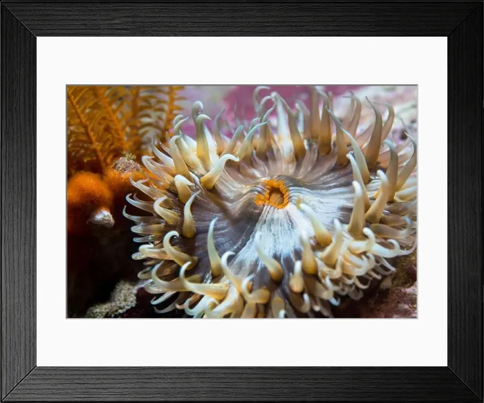 Framed Print : Closeup of a Striped anemone underwater with dark and light brown striped body, orange mouth and short tentacles Framed Print : Closeup of a Striped anemone underwater with dark and light brown striped body, orange mouth and short tentacles