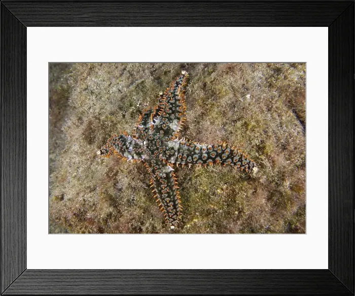 Framed Print : A colourful white starfish (Coscinasterias tenuispina) with orange details on a sandy bottom Framed Print : A colourful white starfish (Coscinasterias tenuispina) with orange details on a sandy bottom